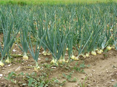 Onion Farming Business Plan Pdf
